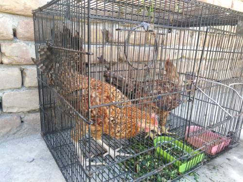 Golden Hens