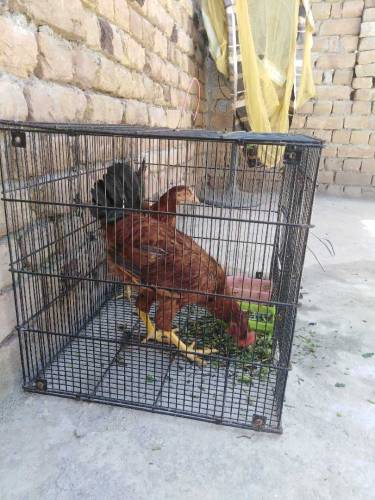Golden Hens