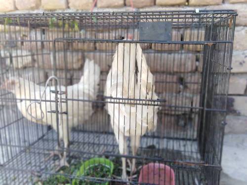Golden Hens