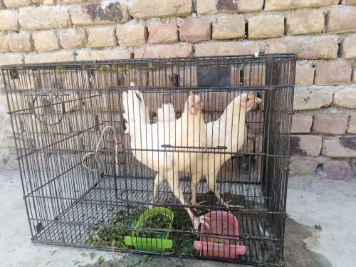 Golden Hens