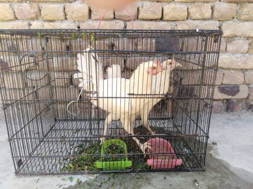 Golden Hens