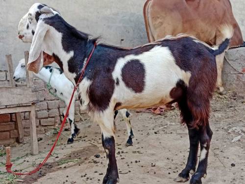 Eid ky liye 3 Goats