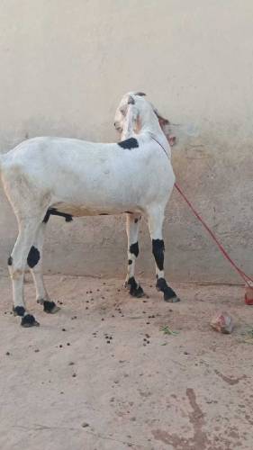 Eid ky liye 3 Goats