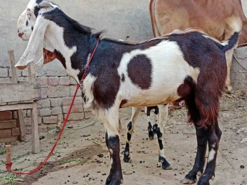Eid ky liye 3 Goats