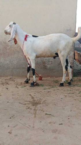 Eid ky liye 3 Goats