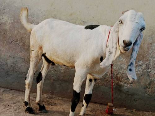 Eid ky liye 3 Goats
