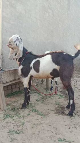 Eid ky liye 3 Goats