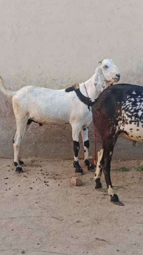Eid ky liye 3 Goats