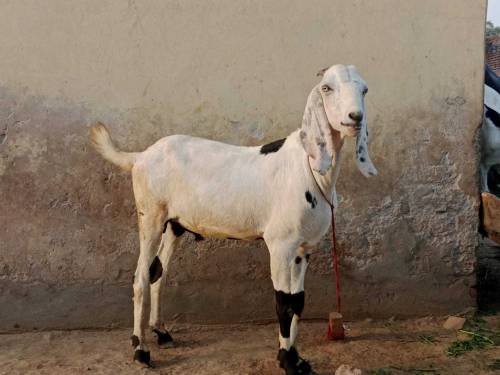 Eid ky liye 3 Goats