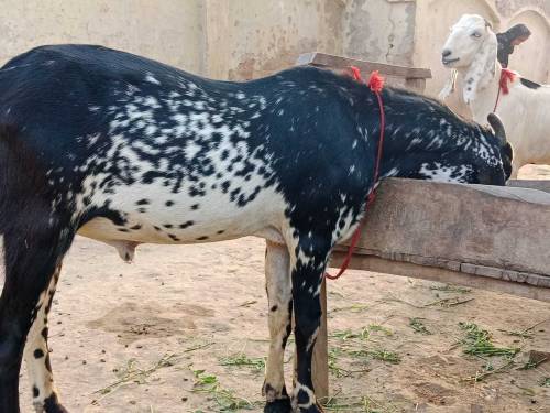 Eid ky liye 3 Goats