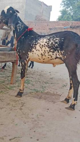Eid ky liye 3 Goats