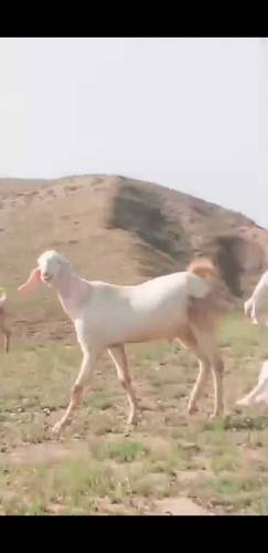 Healthy rajanpori, Gulabi Goats 35kg -55kg