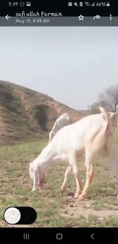 Healthy rajanpori, Gulabi Goats 35kg -55kg