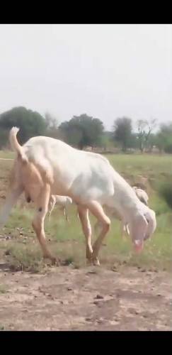 Healthy rajanpori, Gulabi Goats 35kg -55kg