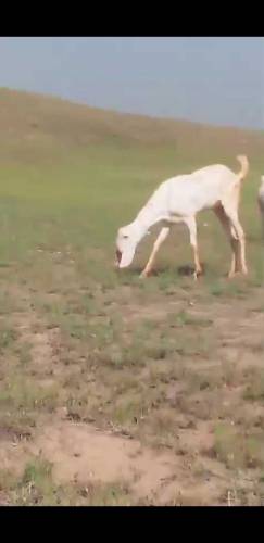 Healthy rajanpori, Gulabi Goats 35kg -55kg