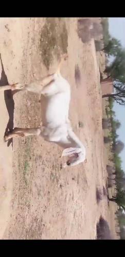 Healthy rajanpori, Gulabi Goats 35kg -55kg