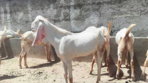 Healthy rajanpori, Gulabi Goats 35kg -55kg