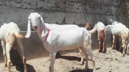 Healthy rajanpori, Gulabi Goats 35kg -55kg