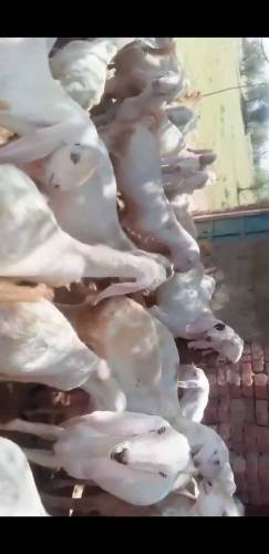 Healthy rajanpori, Gulabi Goats 35kg -55kg