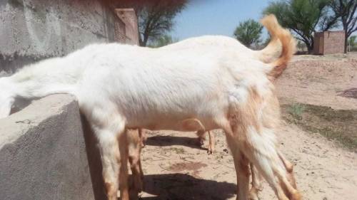 Healthy rajanpori, Gulabi Goats 35kg -55kg
