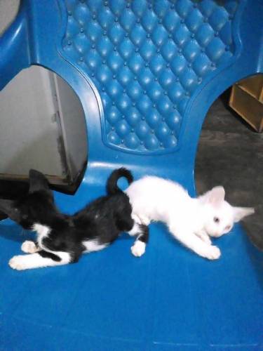 cute cats baby sell 