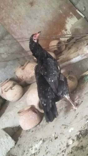 Aseel Hens