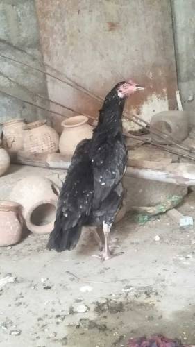 Aseel Hens