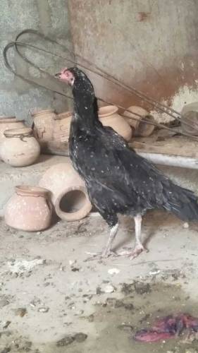 Aseel Hens