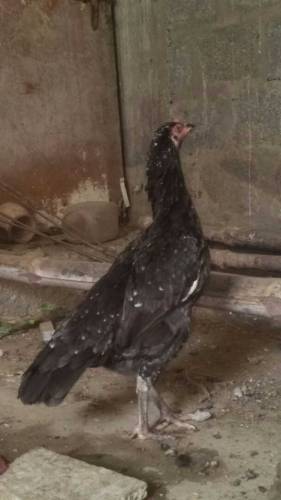Aseel Hens