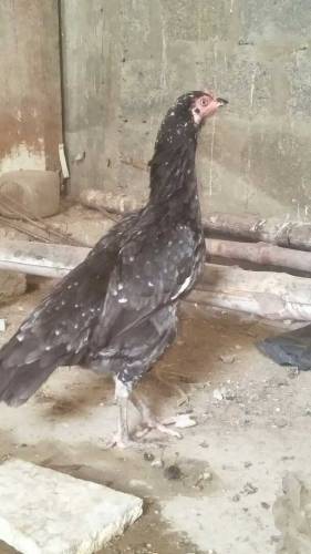 Aseel Hens