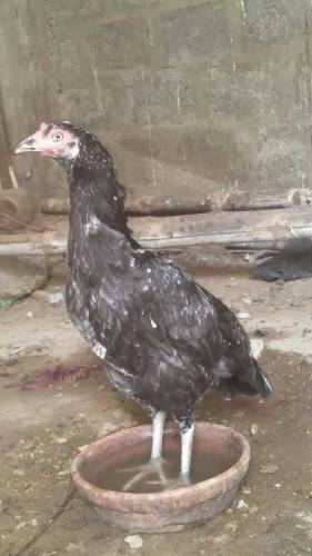 Aseel Hens