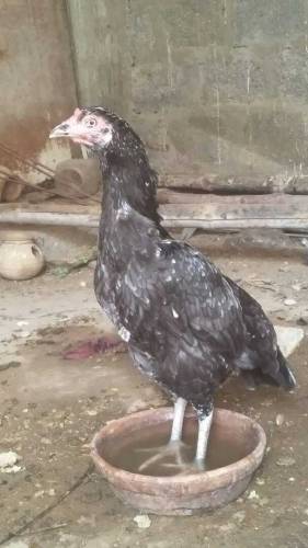 Aseel Hens