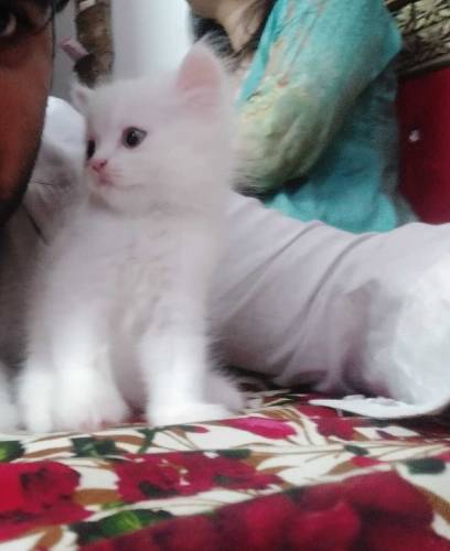 Persian kitten