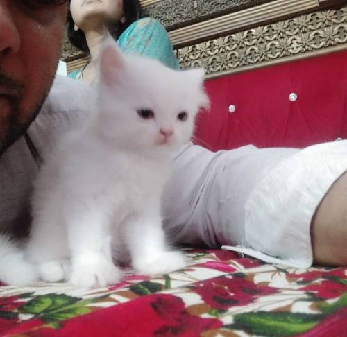 Persian kitten