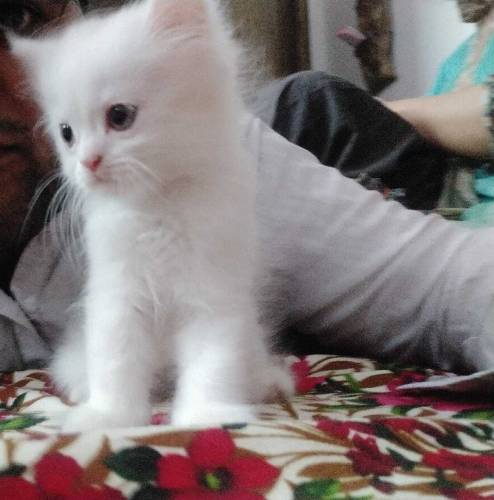 Persian kitten