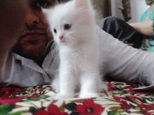 Persian kitten