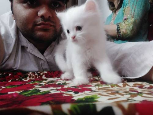 Persian kitten