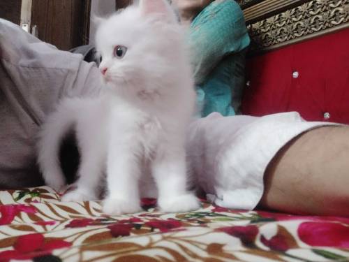 Persian kitten