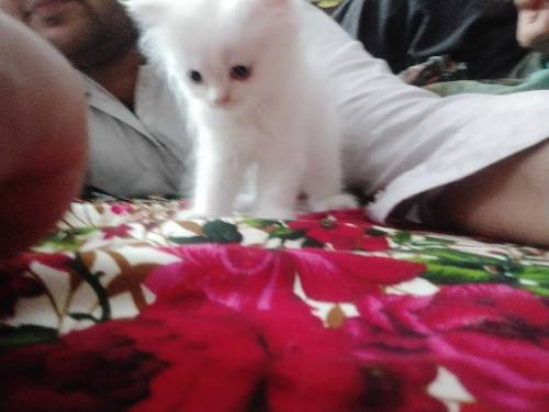 Persian kitten