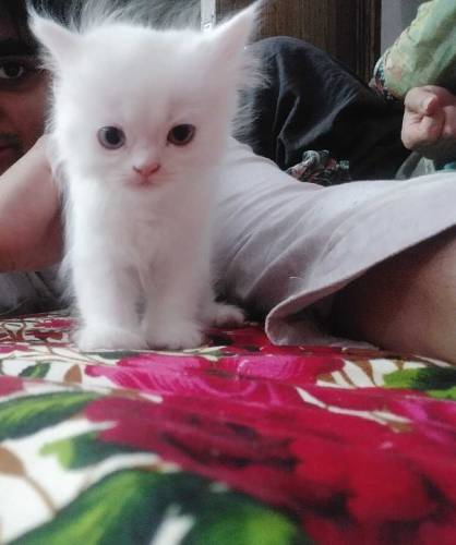 Persian kitten