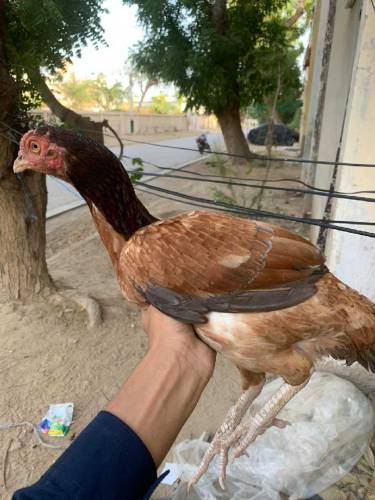 aseel pairs