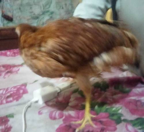palto ghar ki pali hoi Daisi Murgian 4 female or 1 male for sale