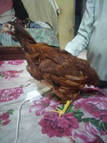 palto ghar ki pali hoi Daisi Murgian 4 female or 1 male for sale