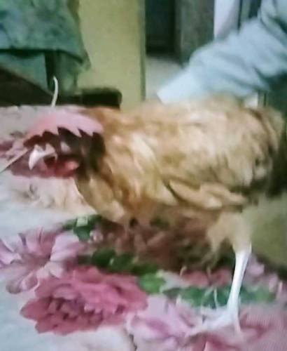 palto ghar ki pali hoi Daisi Murgian 4 female or 1 male for sale