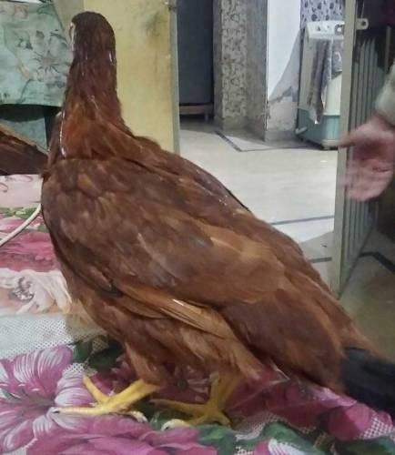 palto ghar ki pali hoi Daisi Murgian 4 female or 1 male for sale