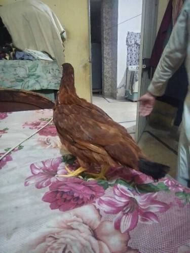 palto ghar ki pali hoi Daisi Murgian 4 female or 1 male for sale