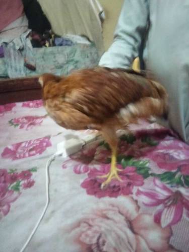 palto ghar ki pali hoi Daisi Murgian 4 female or 1 male for sale