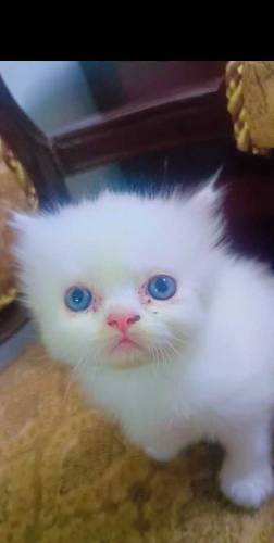 Persian kittens for sale 