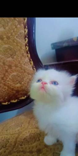 Persian kittens for sale 