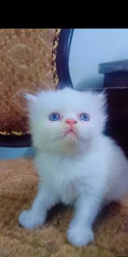 Persian kittens for sale 